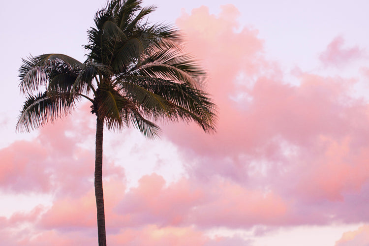 palm beach / view all.
